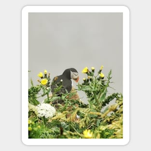 Puffin Sticker